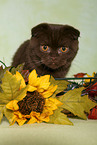 Scottish Fold