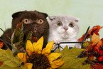 Scottish Folds