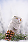 young Scottish Fold