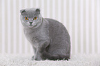 young Scottish Fold