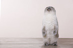 young Scottish Fold