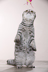young Scottish Fold