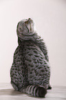 young Scottish Fold