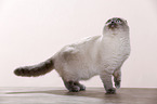 young Scottish Fold