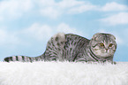 young Scottish Fold