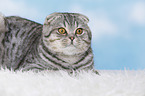 young Scottish Fold