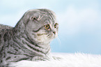 young Scottish Fold