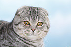 young Scottish Fold