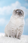 young Scottish Fold