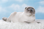 young Scottish Fold