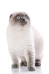young Scottish Fold