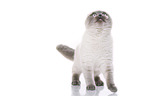 young Scottish Fold
