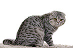 young Scottish Fold