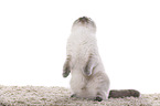young Scottish Fold