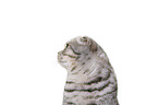 young Scottish Fold