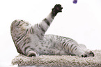 young Scottish Fold