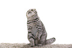 young Scottish Fold