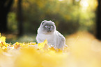 sitting Scottish Fold
