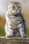 sitting Scottish Fold