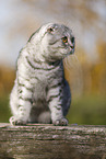 sitting Scottish Fold