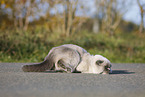 lying Scottish Fold