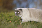 walking Scottish Fold