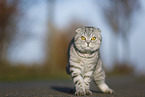 standing Scottish Fold