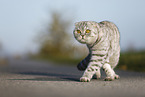walking Scottish Fold