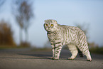 standing Scottish Fold