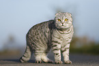 standing Scottish Fold