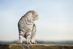 standing Scottish Fold