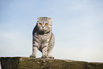 standing Scottish Fold