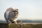 Scottish Fold