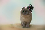 standing Scottish Fold