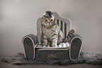 sitting Scottish Fold