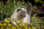 standing Scottish Fold