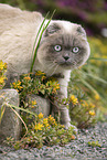 Scottish Fold