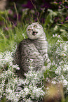 sitting Scottish Fold