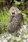 sitting Scottish Fold