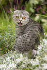 sitting Scottish Fold