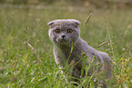 Scottish Fold on meadow