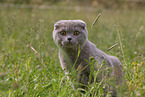 Scottish Fold on meadow