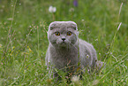 Scottish Fold on meadow