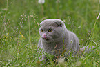 Scottish Fold on meadow
