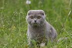 Scottish Fold on meadow