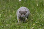 Scottish Fold on meadow