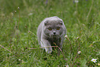 Scottish Fold on meadow