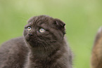 Scottish Fold on meadow