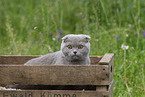 Scottish Fold in box