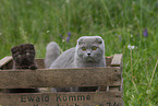 Scottish Fold in box
